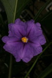 Solanum laciniatum RCP7-08 003.jpg